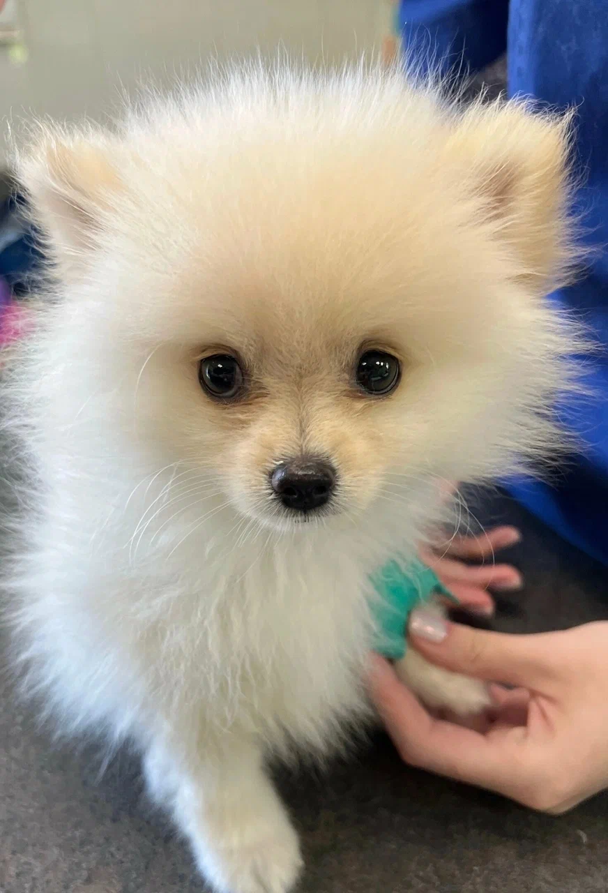 оказание помощи собаке в ночное время